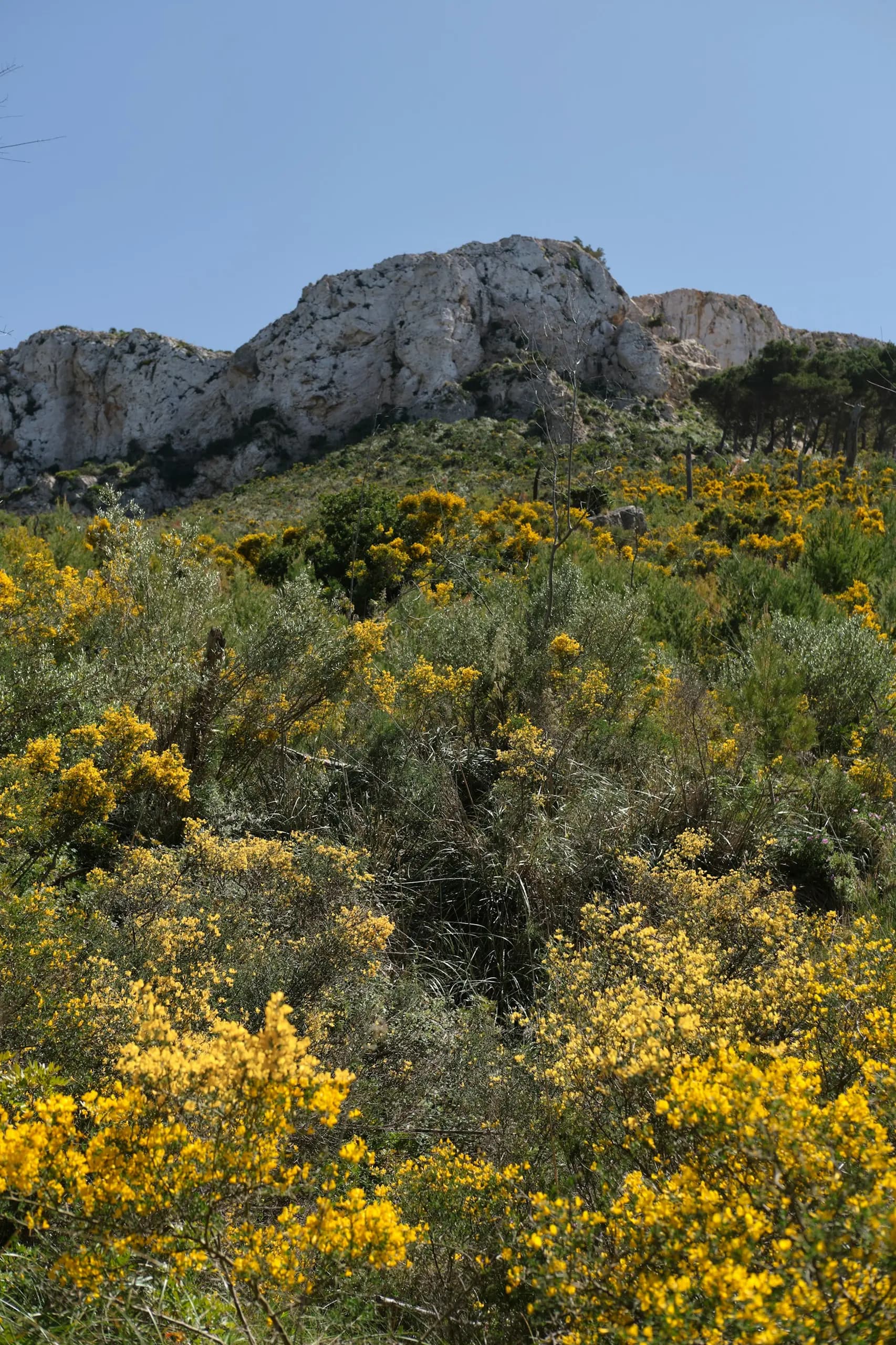Bergige Landschaft in Spanien mit gelben Blumen